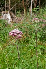 Pionier-Gewächs auf einer Kahlschlag-Freifläche im Arnsberger Wald