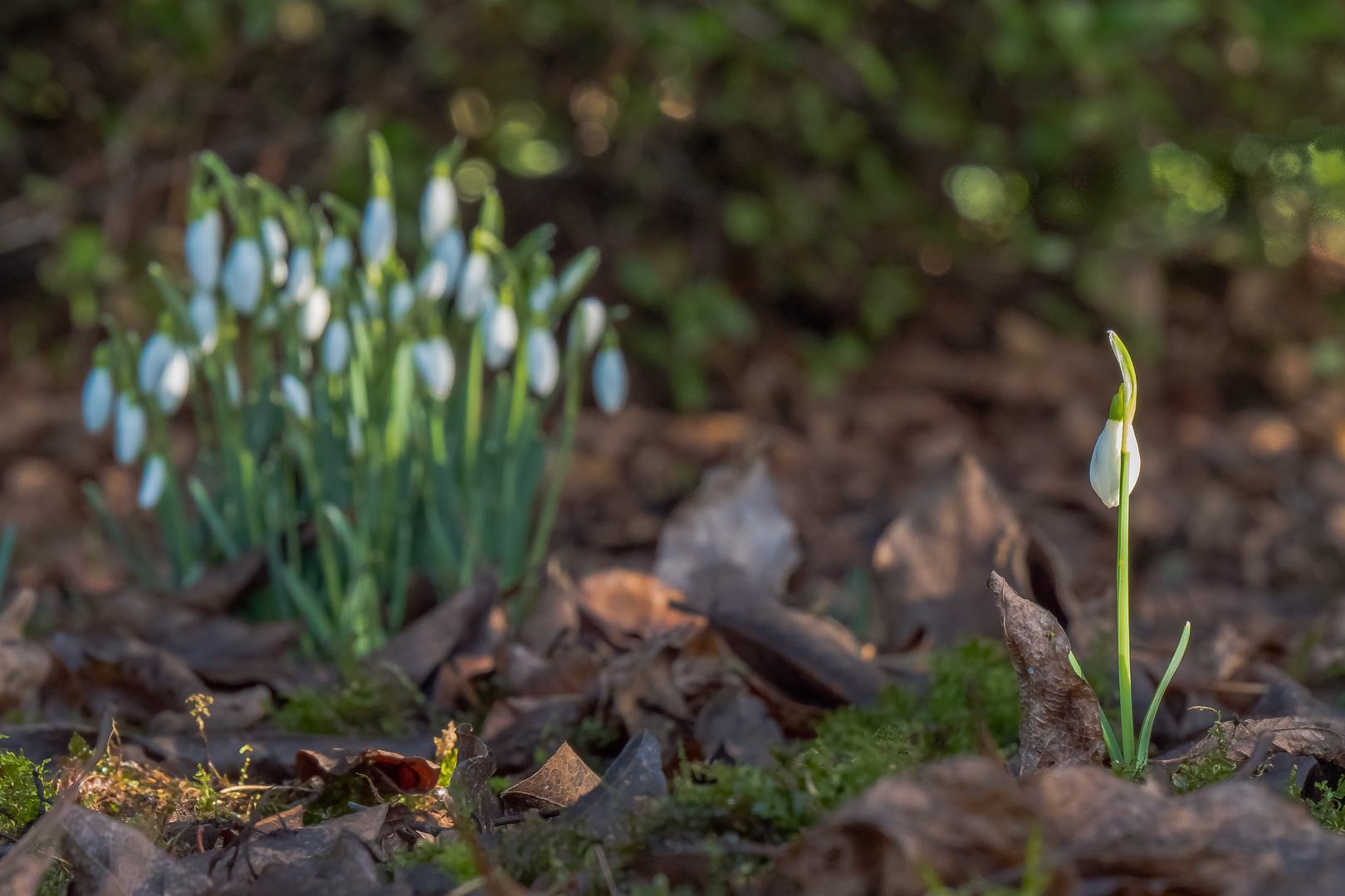 Pioniere des Frühlings (12)