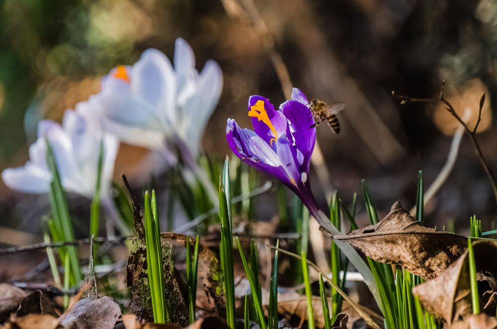 Pioniere des Frühlings (17)