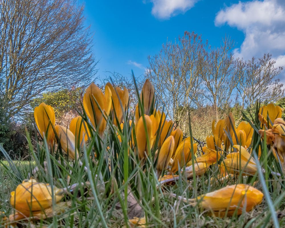 Pioniere des Frühlings (20)