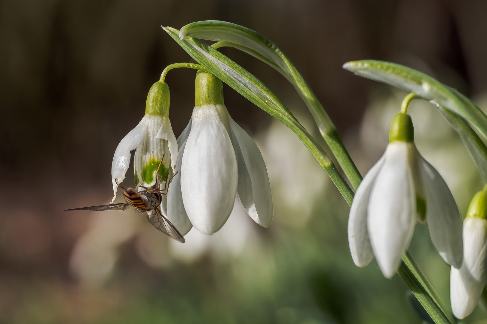 Pioniere des Frühlings (26)