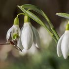 Pioniere des Frühlings (26)