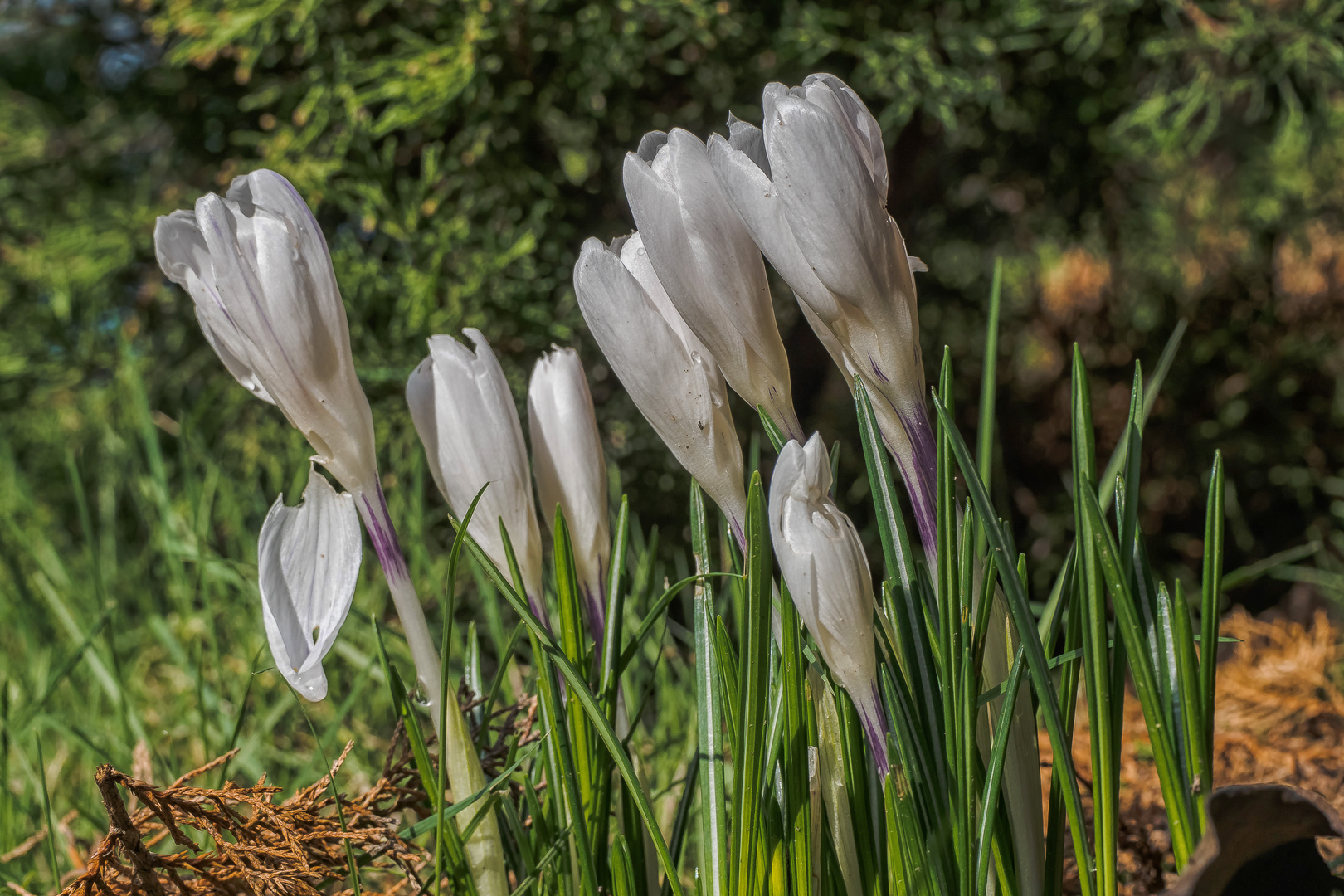 Pioniere des Frühlings (30)