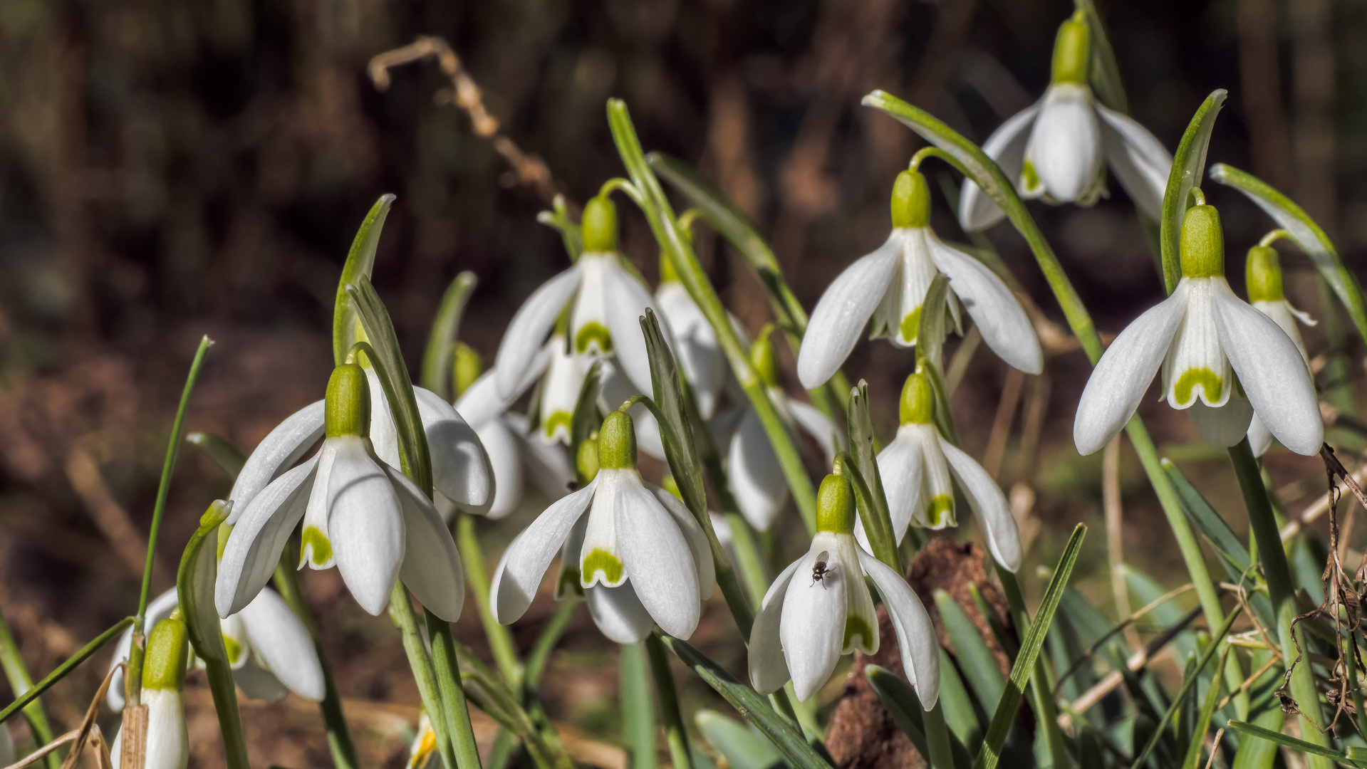 Pioniere des Frühlings (37)