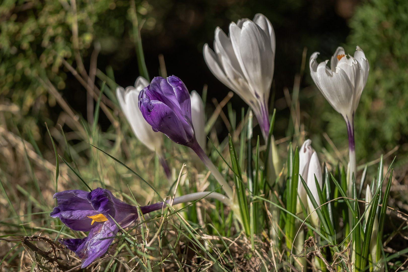 Pioniere des Frühlings (40)