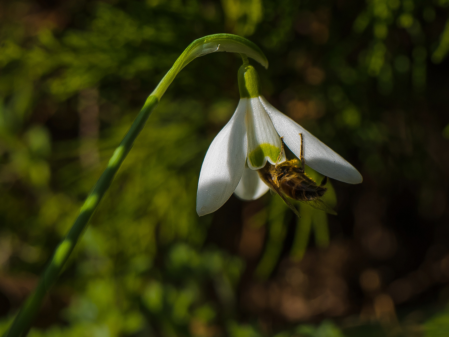 Pioniere des Frühlings (5)