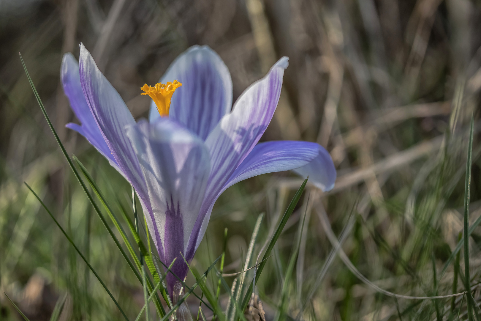 Pioniere des Frühlings (55)