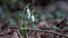 Pioniere des Frühlings (56)