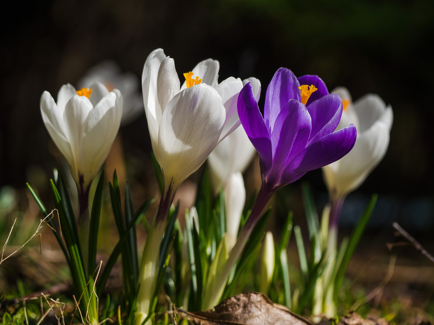 Pioniere des Frühlings (8)