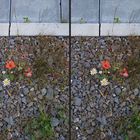 Pioniere Mohn und Margerite