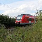 Pionierpflanzen bei der Bahn