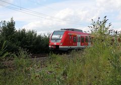 Pionierpflanzen bei der Bahn