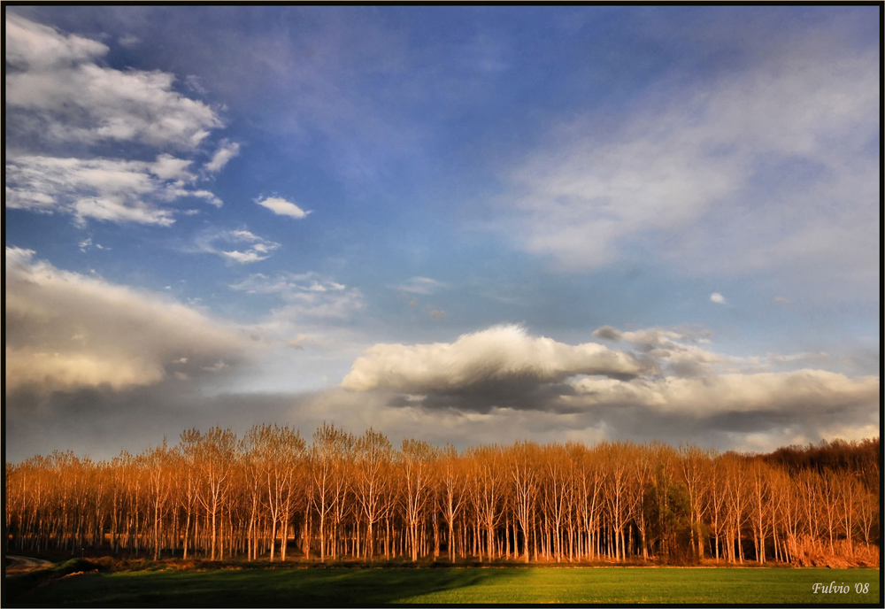 Pioppeto al tramonto