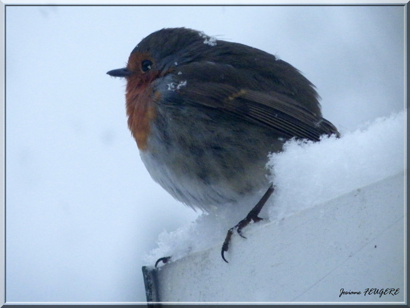 piou-piou sous la neige