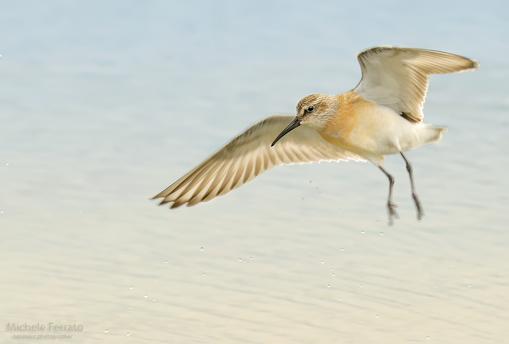 Piovanello comune juv. in volo