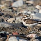 Piovanello inastrato tra le sporcizie del mare