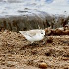 Piovanello tridattilo (Calidris alba)