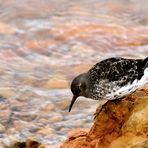 piovanello violetto (Calidris maritima)