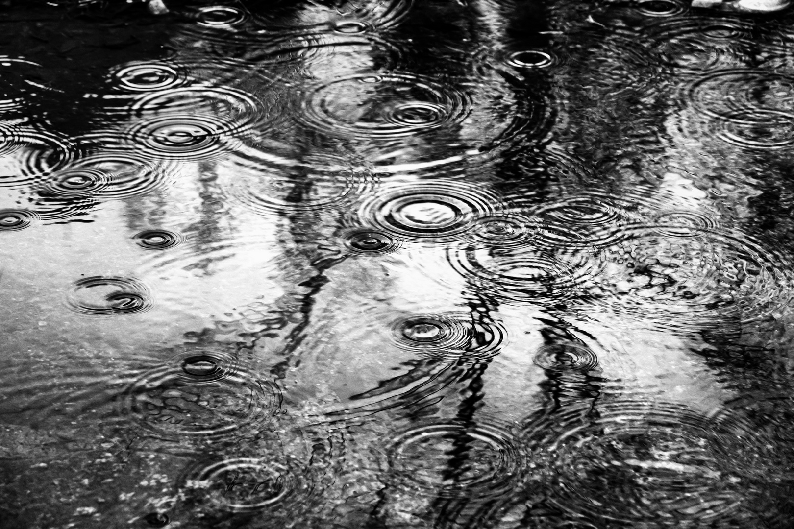 Piove Foto % Immagini| piante, fiori e funghi, macro e close up, altre ...