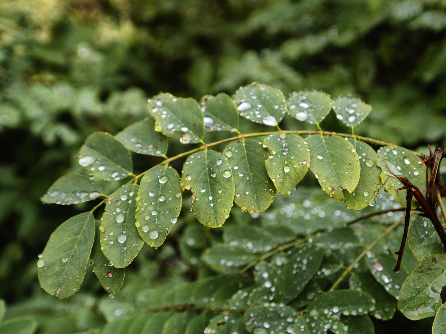 Piove nel verde