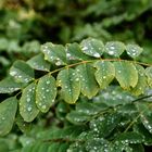 Piove nel verde