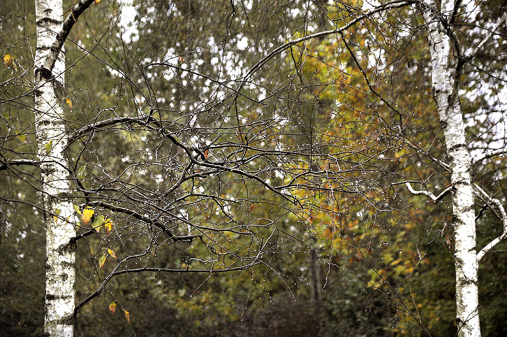 Piove sulle betulle