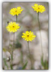 Pipau Art,gelbe Blüten,Macro,Fotokunst