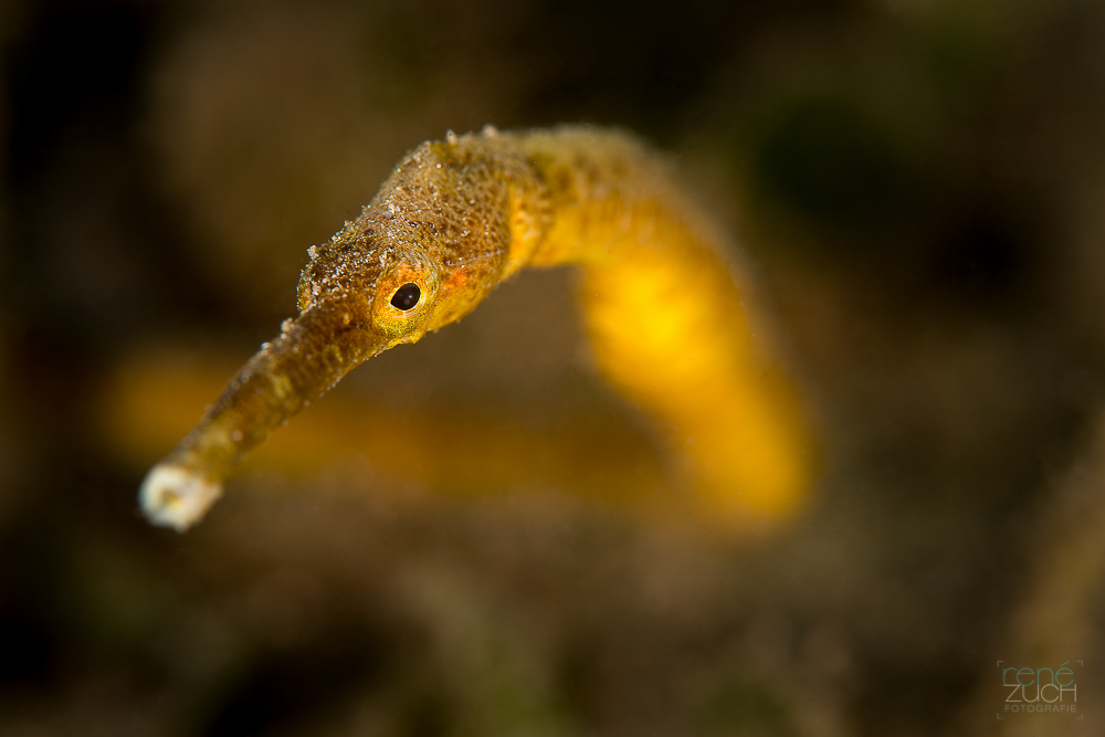 Pipefish