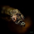 Pipefish 