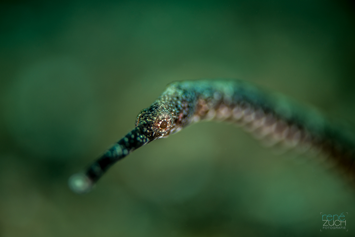 Pipefish