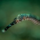 Pipefish