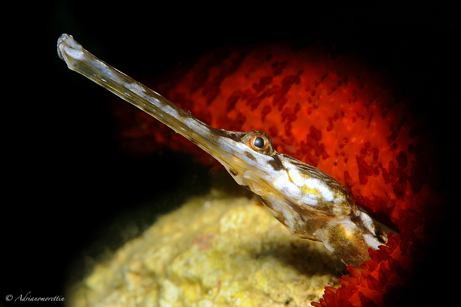 Pipefish