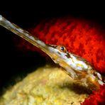 Pipefish