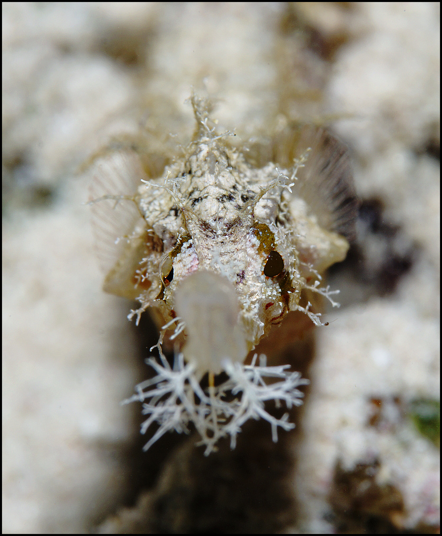 Pipefish