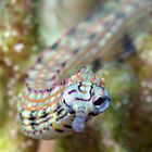 Pipefish