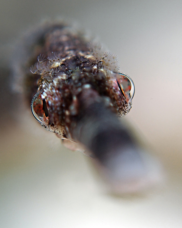 pipefish portrait