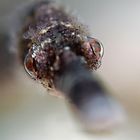 pipefish portrait