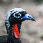 Piping-Guan im Parque das Aves, Version 2