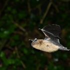 Pipistrelle commune