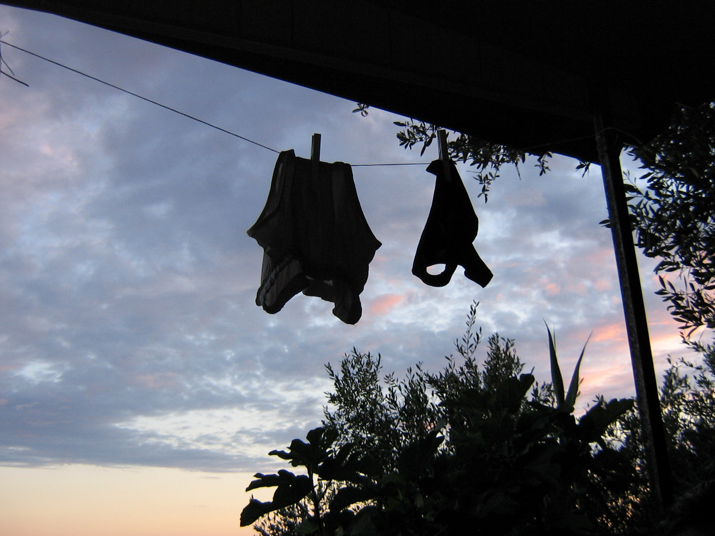 Pipistrelli (Bats)