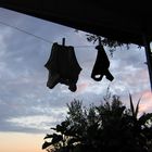 Pipistrelli (Bats)