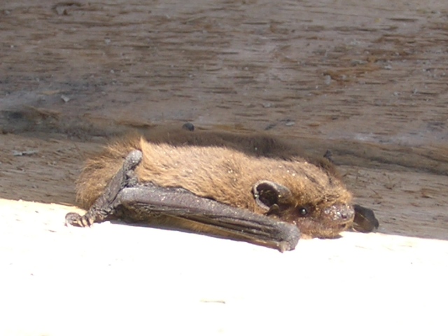 pipistrello