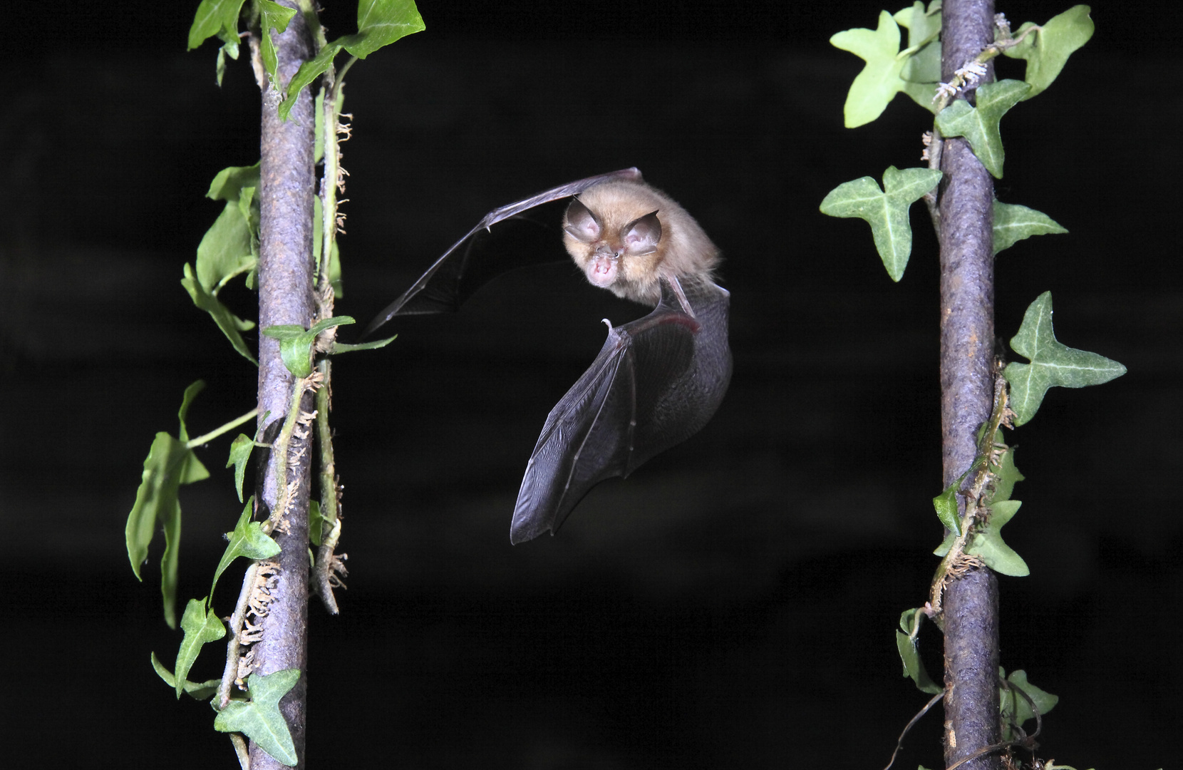 Pipistrellus Pipistrellus