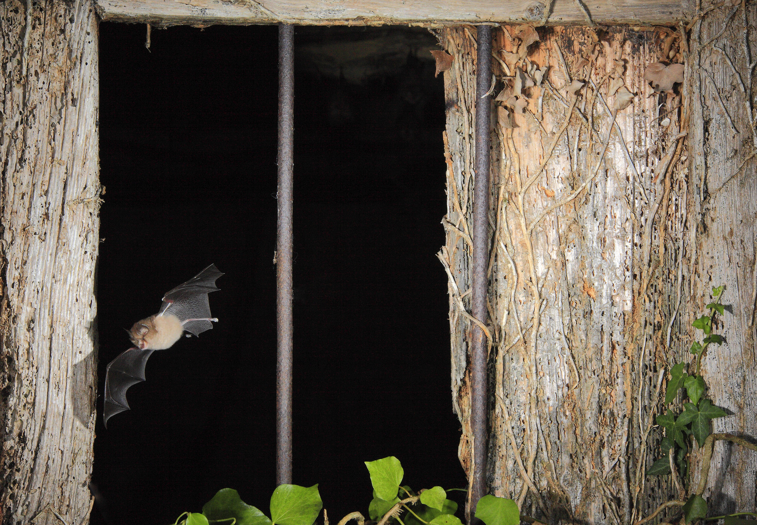 Pipistrellus pipistrellus