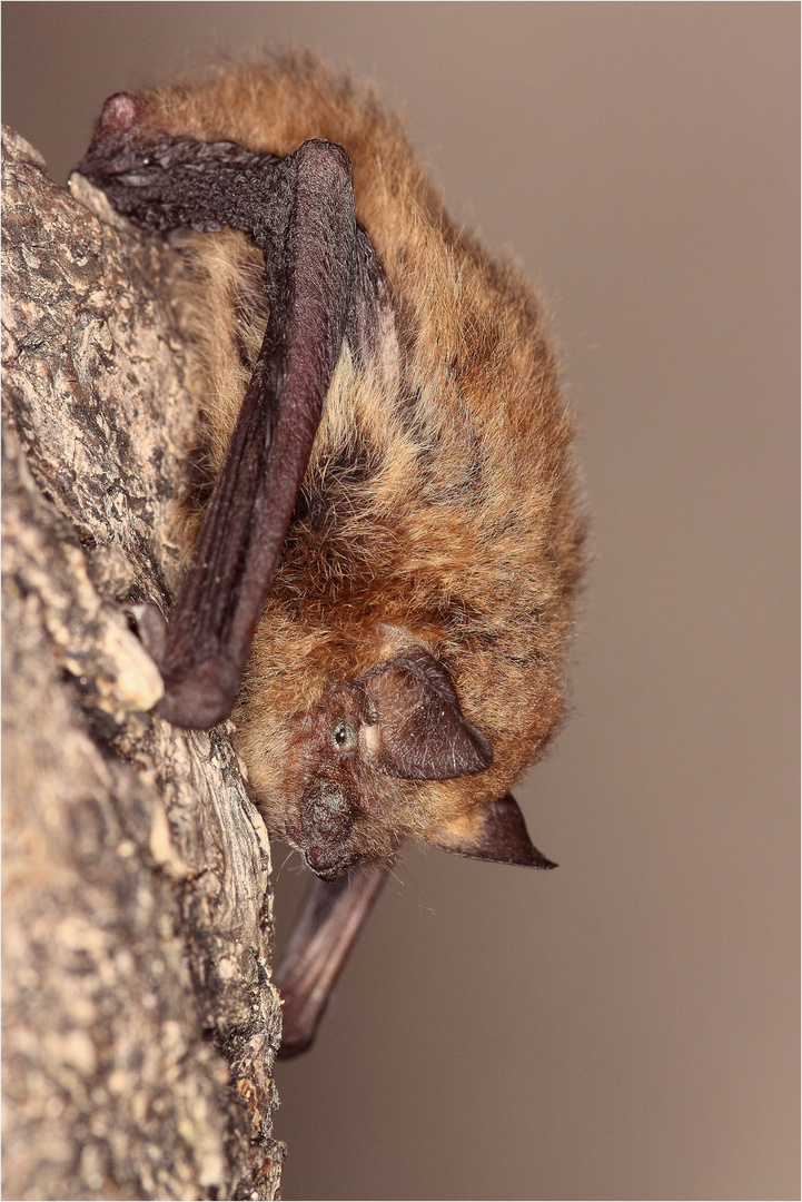 Pipistrellus pipistrellus