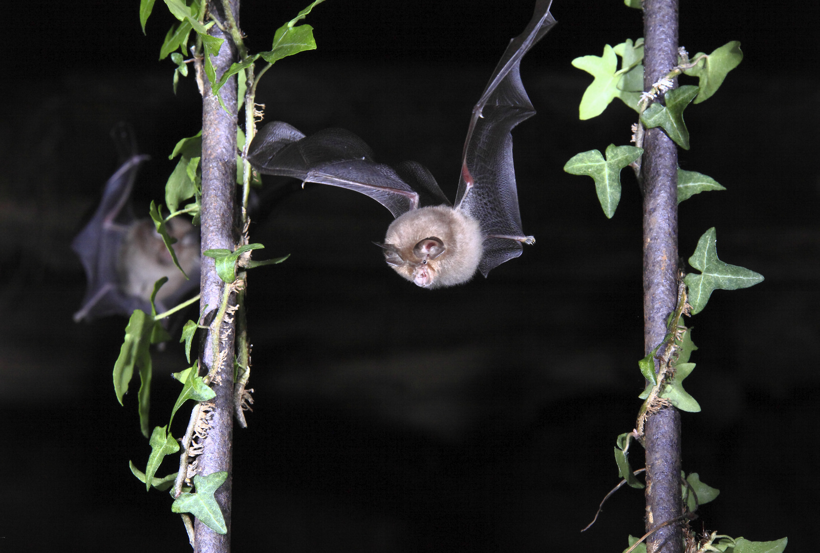 Pipistrellus Pipistrellus