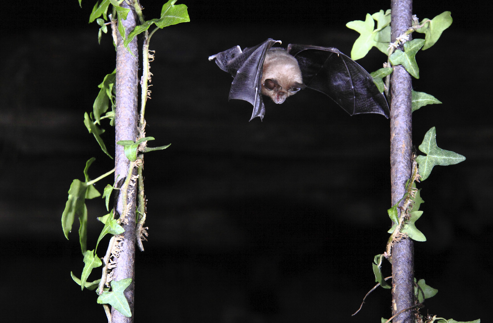 Pipistrellus Pipistrellus