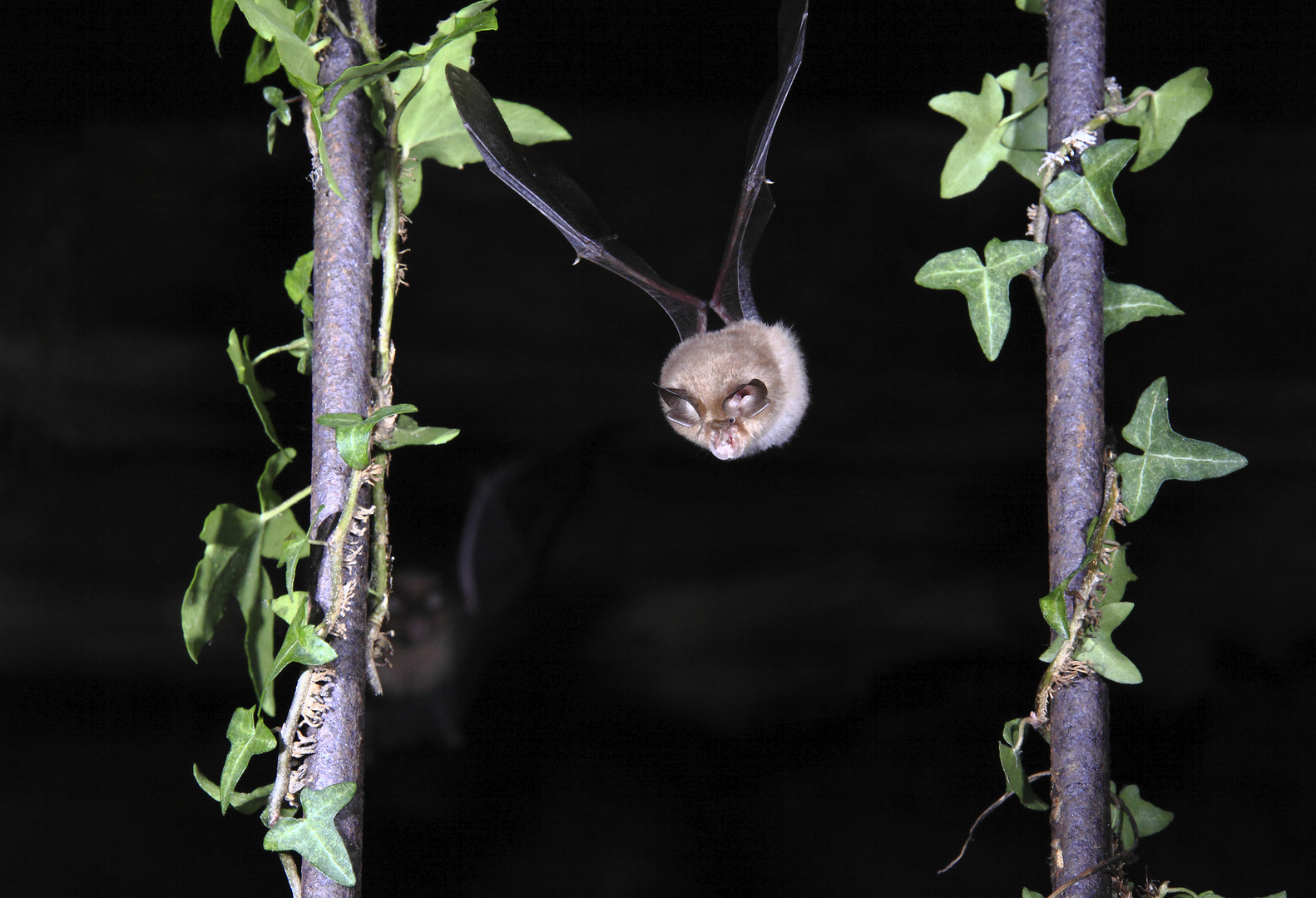 Pipistrellus Pipistrellus