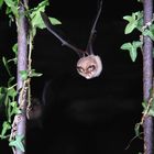 Pipistrellus Pipistrellus