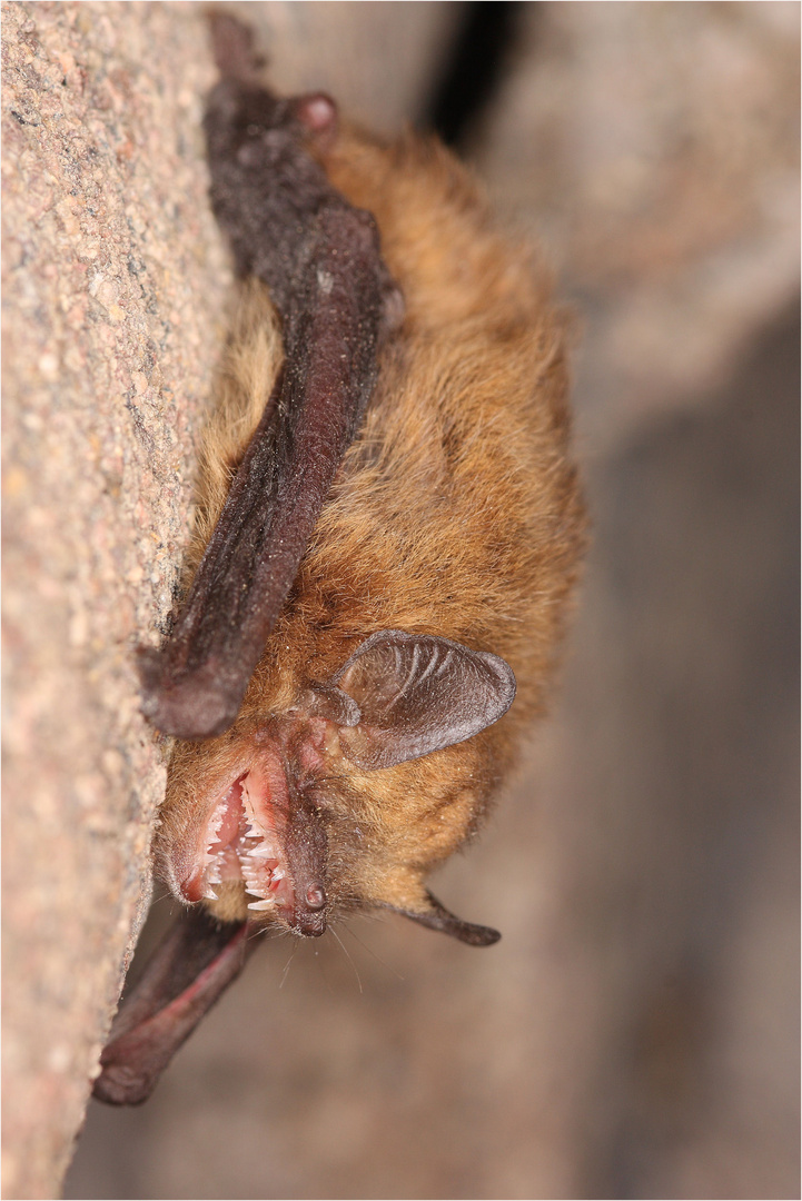 Pipistrellus pipistrellus II